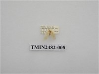 藏品(珠苔蛾)的圖片